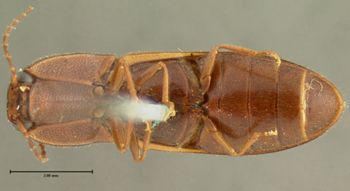 Media type: image;   Entomology 2549 Aspect: habitus ventral view